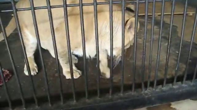 Lipetsk Zoo смотреть онлайн