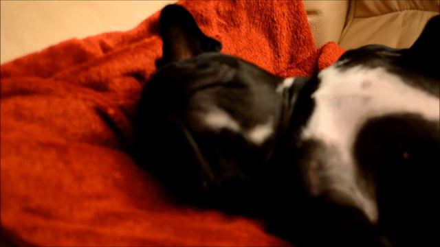 French Bulldog Nikki Snoring