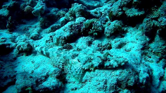 Tentacled flathead (Papilloculiceps longiceps), Рыба-крокодил смотреть онлайн
