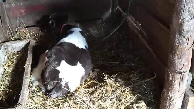 Теленок не встаёт