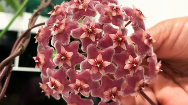 Hoya Publicalyx ‘ Pink Silver’.