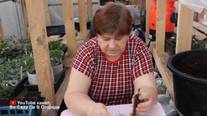 КАК СОХРАНИТЬ КЛУБНИКУ ДО ВЫСАДКИ В ГРУНТ.