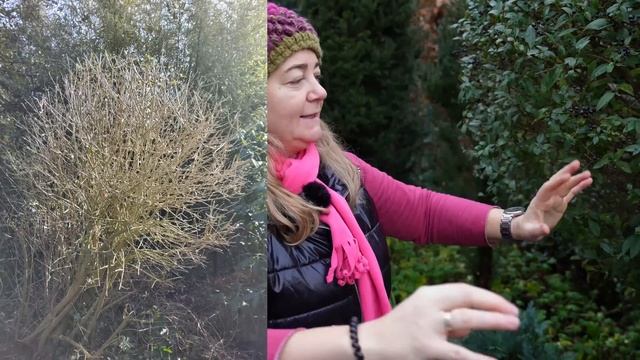 Схема посадки? Прогулка по саду ? Вечнозелёные кустарники: Тис, Лавровишня, Бересклет, Бирючина... смотреть онлайн