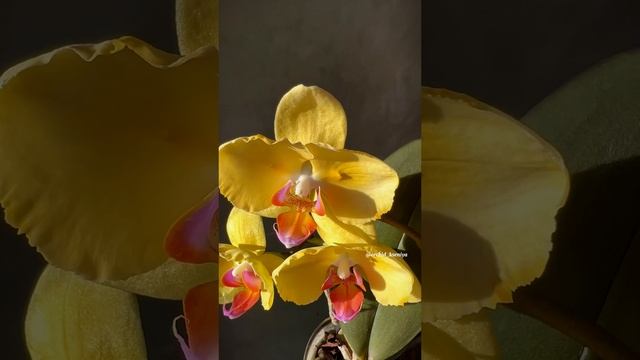 Phal. Sun Beauty/Fuller’s Sunset ‘646’ peloric ? Первое цветение желтой бабочки от садовника Son Ya смотреть онлайн