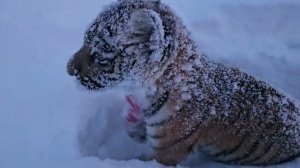 Прогулка- тренировка  с Тигренком,восстанавливаемся после операции