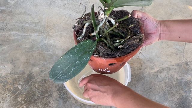 The unexpected use of oranges with orchids, you will be surprised смотреть онлайн