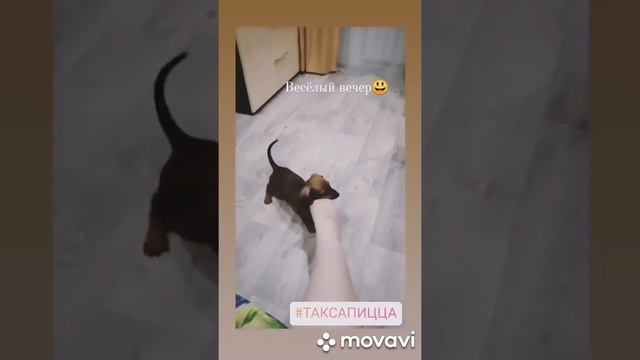 Будни таксы 2-3 месяца//Собачья жизнь//Как мы живём//Такса Пицца//Dachshund Puppy