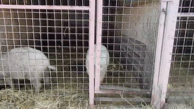 Свинья породы Венгерская мангалица. смотреть онлайн