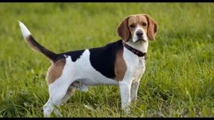 БИГЛЬ. Универсальная порода, от охоты к квартире.