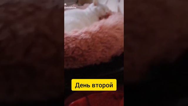 Новая лежанка от FABERLIC. Кот одобрил смотреть онлайн