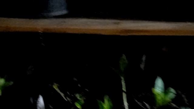 Где я сохраняю Крупнолистные Гортензии зимой.