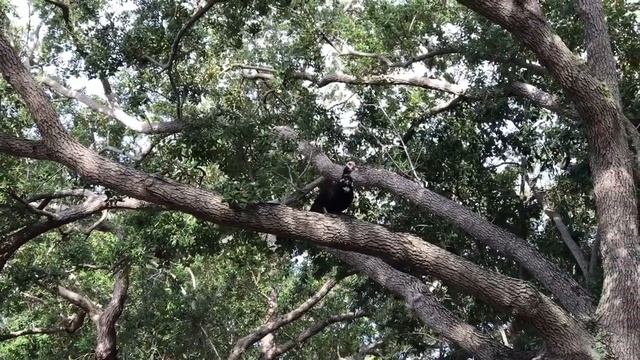 wood duck ? древесная утка смотреть онлайн