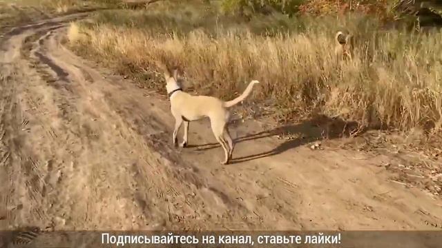 #21 / Гуляем на Урале №2 / Рута / Айза / Наши собаки / DOG'S LIFE RU смотреть онлайн
