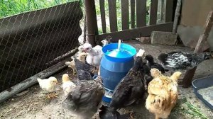 ЧЕМ КОРМИТЬ ЦЫПЛЯТ, чтоб ВЫРОСЛИ быстрее /Переезд цыплят на новое место жительства!