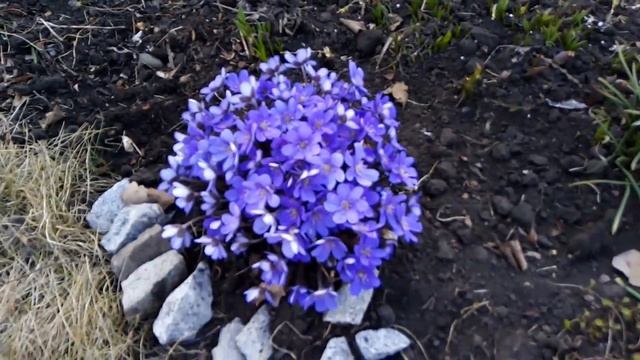 Снова на даче. Расцвела печеночница. Снег еще не растаял смотреть онлайн