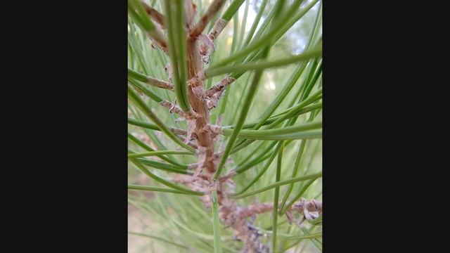 SOTIB OLISHGA ARZIYDIMI? — HONOR 70 смотреть онлайн