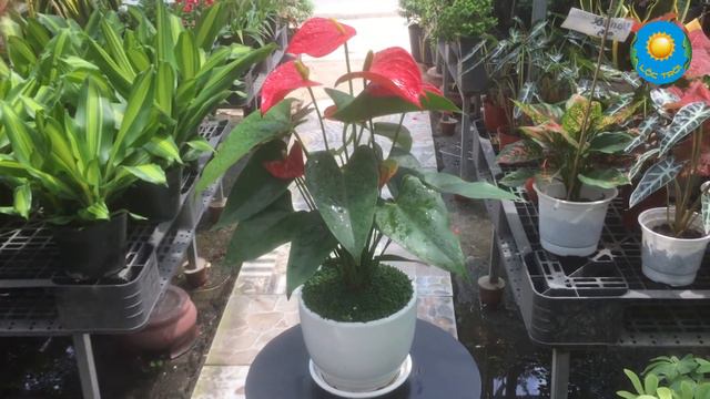 Cây Huyết Môn смотреть онлайн