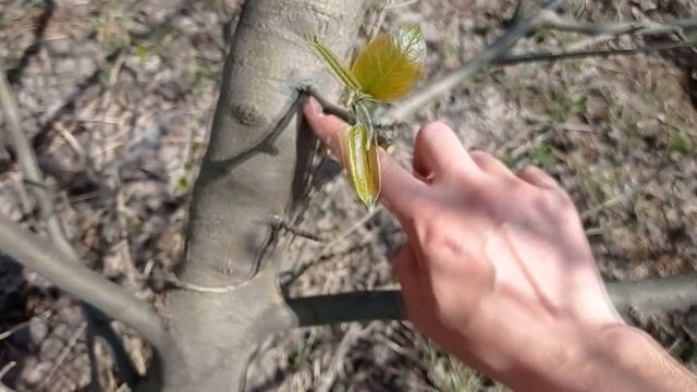 ✿ПРИВИВКА ДРЕЛЬЮ✿ ЯБЛОНЮ НА ГРУШУ и НАОБОРОТ смотреть онлайн