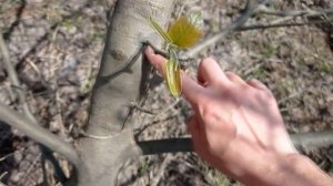 ✿ПРИВИВКА ДРЕЛЬЮ✿ ЯБЛОНЮ НА ГРУШУ и НАОБОРОТ