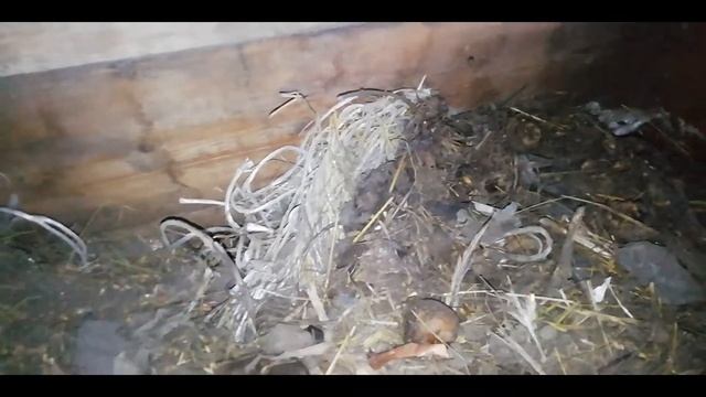 НАШЕСТВИЕ КРЫС! Часть II Победа! // Как избавиться от крыс и мышей?