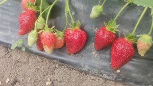 клубника Альба. Радости и разочарования.
