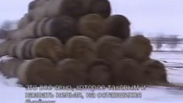 Кто же спасёт стадо коров умирающих во Власовке. смотреть онлайн