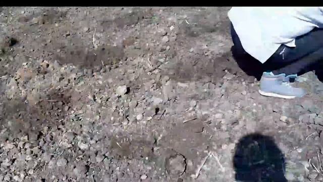 Технология высаживания лаванды в грунт. смотреть онлайн