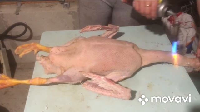 Ощип,потрошение Гуся| от АдоЯ смотреть онлайн