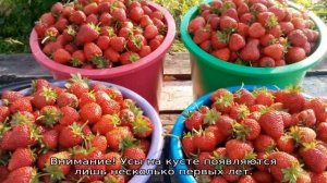 Клубника Черный Принц