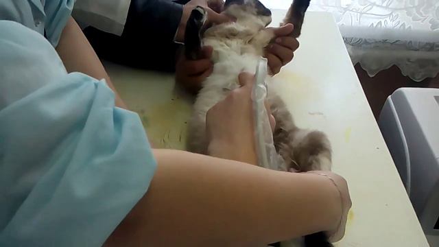 Кот в узи смотреть онлайн