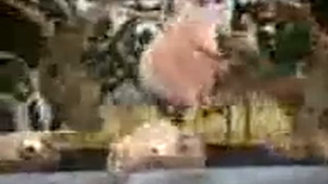 видео о трех поросятах на машине кора!!! я смеялся час!!! смотреть онлайн