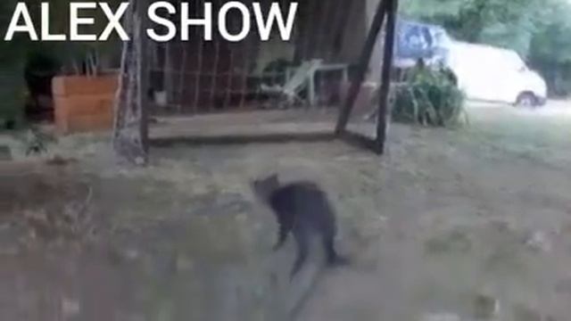 Лучший вратарь мира (КОТ ЯШИН) смотреть онлайн