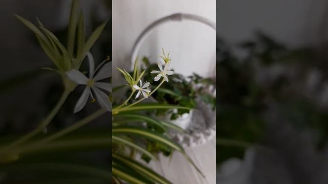 Нежные цветочки хлорофитума💥💥💥 Delicate chlorophytum flowers смотреть онлайн