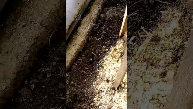 Как перезимовал виноград в теплице из поликарбоната, что нужно делать с виноградом в апреле смотреть онлайн