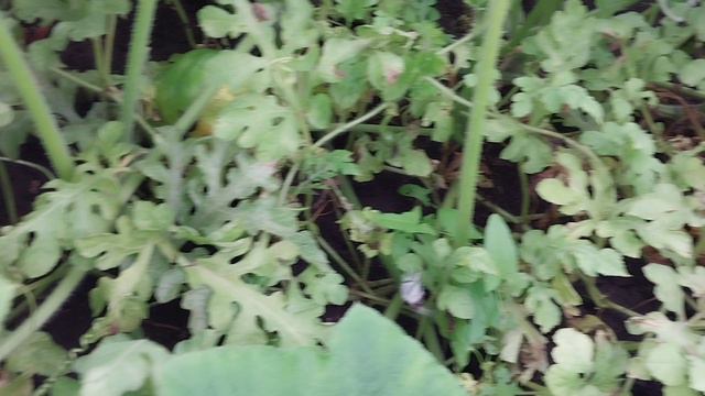 Из города в деревню//Огород пустеет//Заехали домой// смотреть онлайн