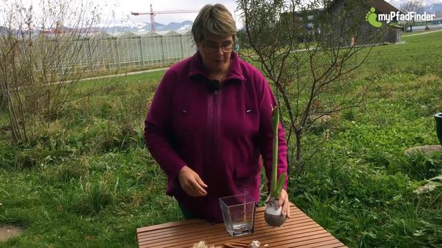 Amaryllis auf Weihnachten gestimmt - 2. Teil смотреть онлайн