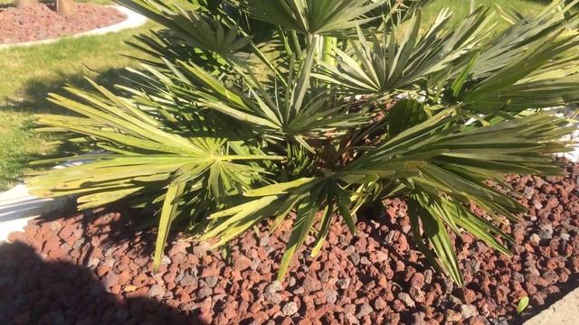 chamaerops humilis vulcano palmier nain смотреть онлайн