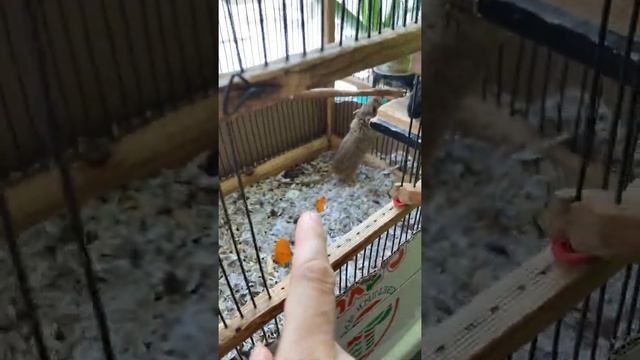 Белочки Дего смотреть онлайн