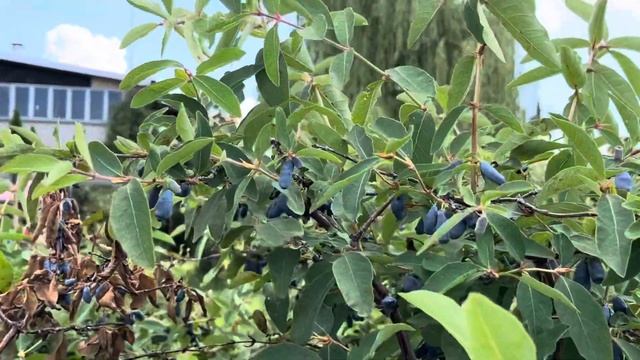 Дальневосточная Жимолость - плоды! Lonicera edulis crops. смотреть онлайн
