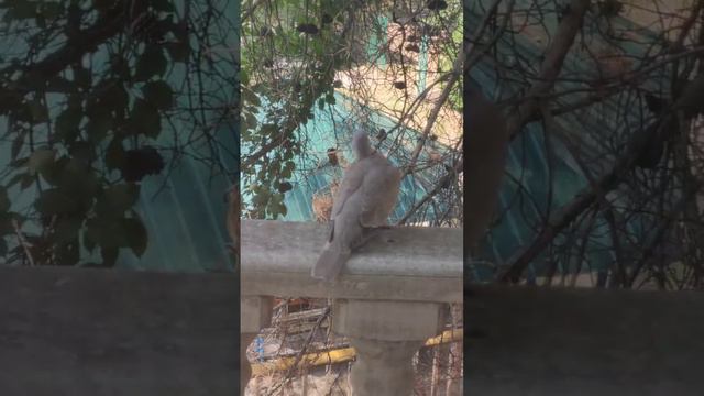 Анапа, пансионат София, голубь на балконе, кольчатая горлица, птица