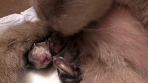 Как рожает кошка. Видео про кошку и рождение котят.