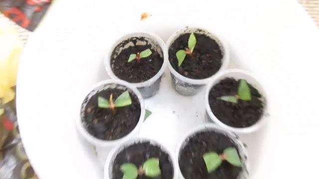 Зеленое черенкование в домашних условиях 2018 (шелковица, ирга канадская, жимолость) смотреть онлайн