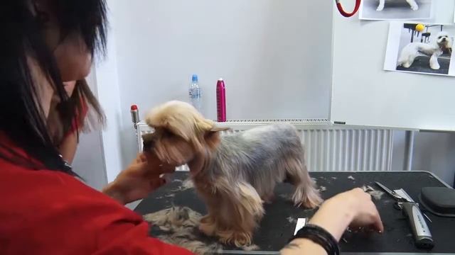 Мастер класс Пэт груминг йоркширского терьера. Ольга Калашникова. Стрижка йорка. смотреть онлайн