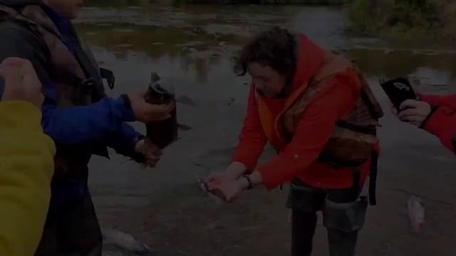 Нерест нерки, Камчатка