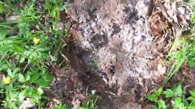 В лес за монетами смотреть онлайн