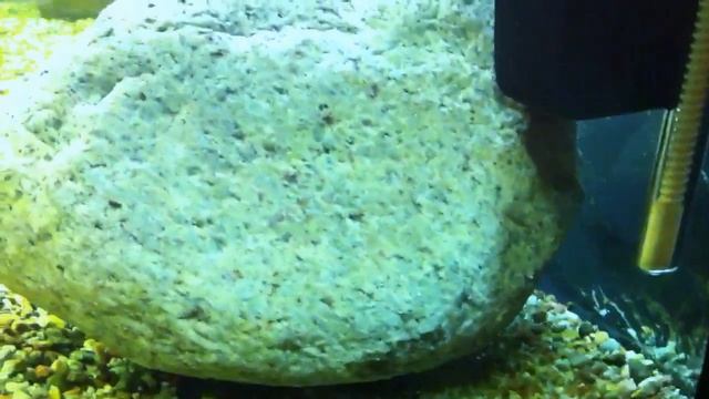 Pseudotropheus zebra red top Mphanga смотреть онлайн