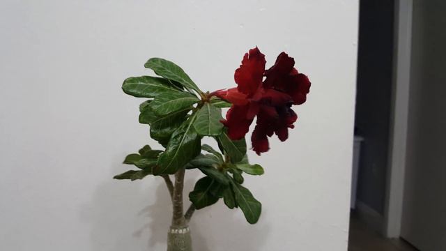 Adenium Obesum Tripetalo Black Night.