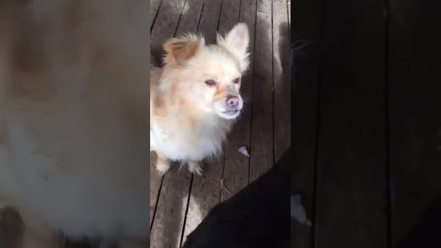 Адамчик парень смешной и очень настойчивый 1 смотреть онлайн