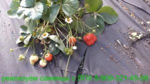 Клубника "СЕЛЬВА"