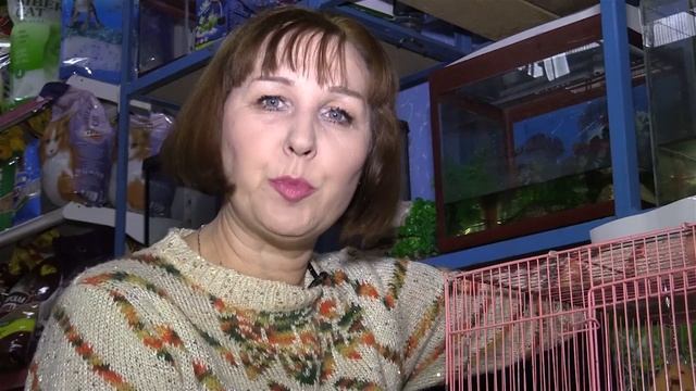 "Звериный инстинкт". Смотрите в выпуске: какарики или как еще их называют Новозеландские попугаи смотреть онлайн